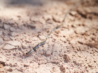 Pine Processionary Caterpillar (Thaumetopoea pityocampa)