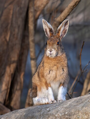Snowshoe hare with its brown coat sitting on a rock in spring in Canada - 499802317