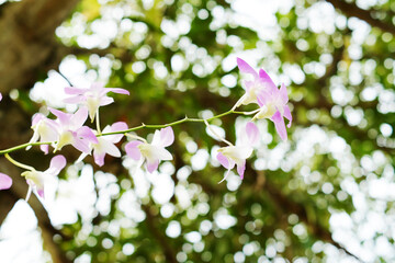 Beautiful orchid flowers blooming on a blurred background