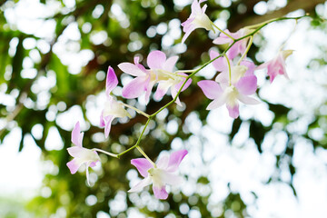 Beautiful orchid flowers blooming on a blurred background