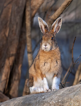 Snowshoe hare with its brown coat sitting on a rock in spring in Canada