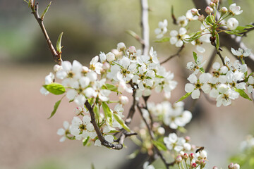 The flowers of the pear tree in the spring