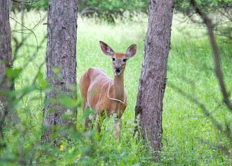 Female White-tailed deer with plastic strap around her neck in the spring in Canada