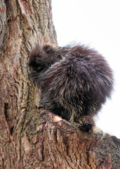 Baby porcupine climbing up a tree in the summer in Canada - 499802591
