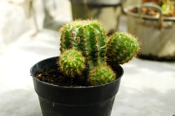 Cactus plant in black pot