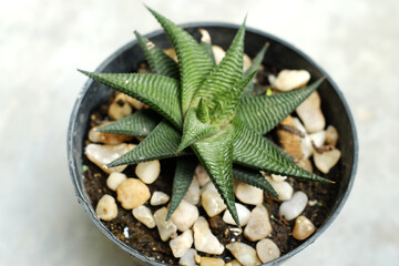 Succulent plant in black pot