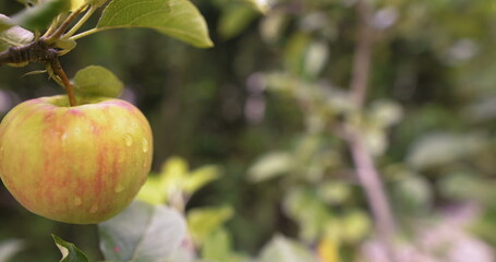 Fresh apple on a tree branch.