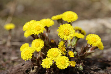 Coltsfoot flowers in spring forest. Blooming Tussilago farfara at april