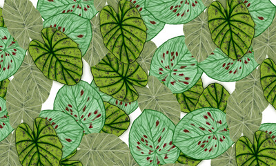 colorful caladium tropical leaves pattern background