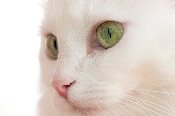 The face of a white cat close-up. Kitty with green eyes. Portrait of breed Turkish Angora cat.
