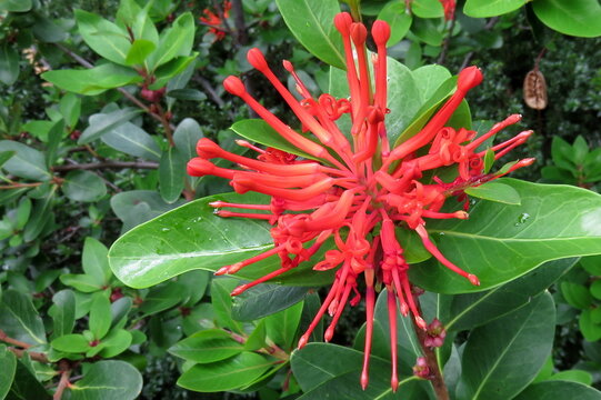 Native Patagonian red flower known in Chile as the Chilean firetree, Chilean firebush, and in Argentina as notro.