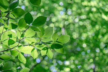 Fototapeta na wymiar European beech fresh green foliage