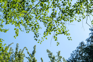 White birch green foliage