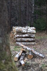 Stos drewnianych bali brzozowych w lesie po wycince - obrazy, fototapety, plakaty