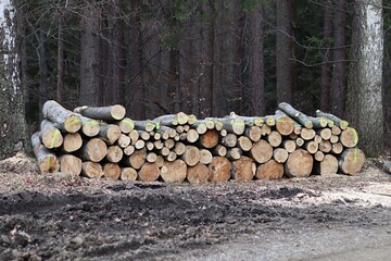 Stos drewnianych bali w lesie po wycince