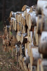 Stos drewnianych bali w lesie po wycince - obrazy, fototapety, plakaty