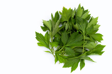 White mugwort leaves on white background.