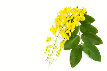Golden shower or cassia fistula flower on white background.