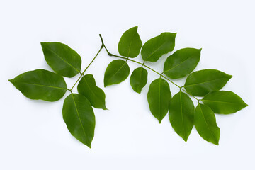 Golden shower or cassia fistula flower leaves on white background.