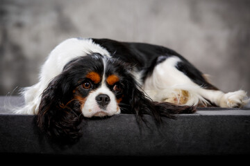 Cavaler king charles spaniel puppy in studio