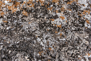 Scale and scaly lichen growing on rocks as a natural background. Pattern and texture.