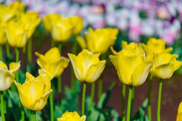 Obraz premium yellow and red tulips