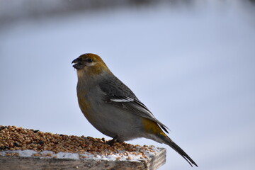 A female Pine Grosbeak at the feeder, Sainte-Apolline, Québec, Canada