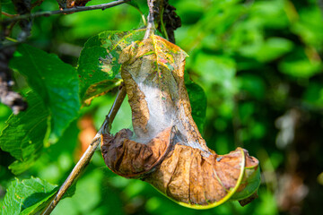 Bird cherry moth on green branches. Leaves withered, curled up and covered with cobwebs. Diseases of berry trees. Harmful insects deprive garden of harvest.
