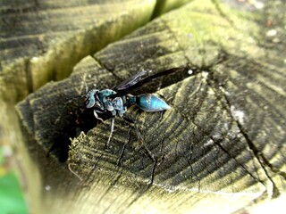 inseto vespa - hymenoptera 