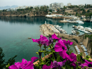 antalya old town, purple flower and blurred antalya marine