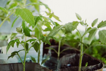 Growing tomato seedlings in pots with soil. Spring gardener work. Preparation for planting young shoots on vegetable bed in garden.