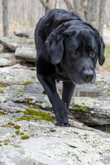 A photograph of a sole black lab dog 