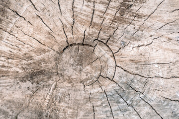 Round cut down tree with annual rings. Wooden texture, surface of the trunk covered with cracks.
