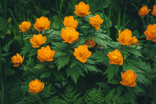 Orange Trollius asiaticus among green leaves. Glade with wild flowers in taiga. Spring mood of fresh inflorescences