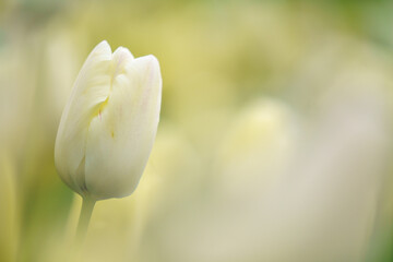 春・チューリップ・白
