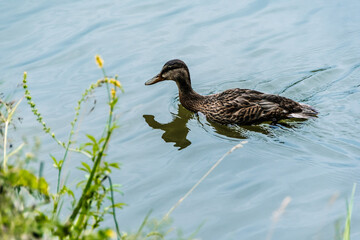 Wild gray ducks swim on lake. Bird watching. Waterfowl Season