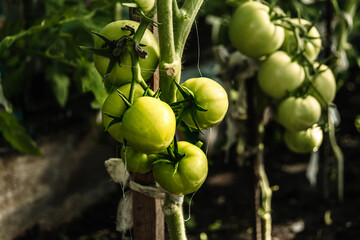 Bunch of green tomatoes with leaves hang on branch for ripening. Growing vegetables in greenhouse. Preparation and processing of crops on farm. Stage of growth, formation of plant fruits