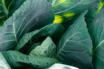 Cabbages on ridge in summer garden. Growing fresh vegetables on farm. Formation of cabbage from green leaves. Healthy food from natural products