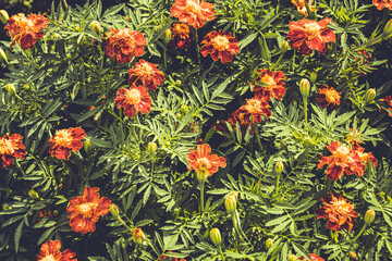 Orange Tagetes in autumn garden. French marigold bright yellow red flowering plant, ornamental petal. Flower bed in city park. Buds among green foliage.