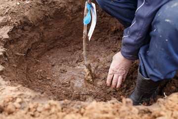 man planting a fruit tree in his garden