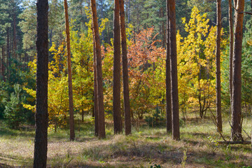 Autumn mixed forest at Tsarychanka forestry, Dnepropetrovsk Area, Ukraine.