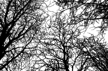 Background of branches trees silhouette. Vector illustration - obrazy, fototapety, plakaty