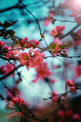 Beautiful flowering cherry tree in springtime, spring background concept