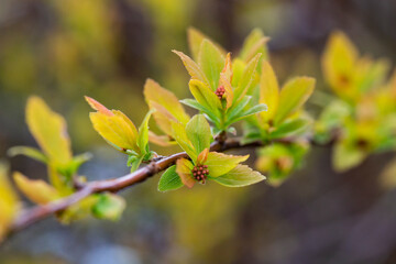 pring background thin spring twigs with young fresh tree buds