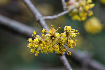 branches with flowers of European Cornel Cornus mas in early spring. Cornelian cherry, European cornel or Cornelian cherry dogwood Cornus mas flovering. Early spring flowers in natural habitat