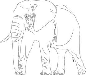 elephant
Elephant line art
vector
illustration
mammal
art
sketch