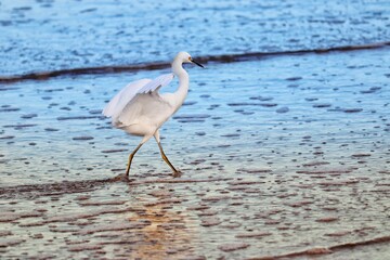 A beautiful bird by the sea on an autumn day.