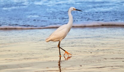 Photograph of a Snowy egret. The bird was found on the beach of Atlântida, in Rio Grande do Sul, Brazil.