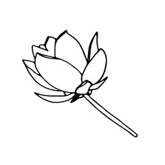 Lotus flower hand-drawn botanical illustration with line art on white backgrounds.