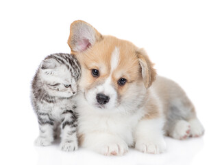 Gentle Pembroke welsh corgi puppy and tiny kitten lying together. isolated on white background